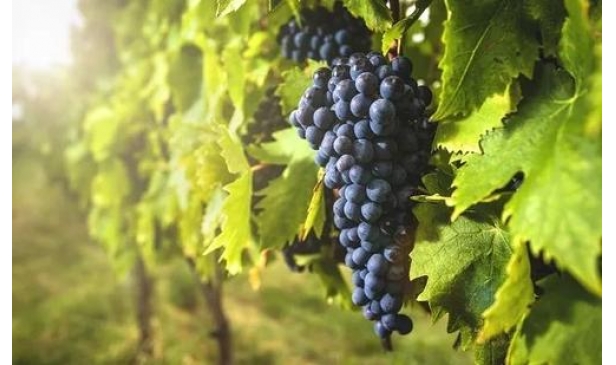 世界上最常见的十大葡萄品种你知道几个？