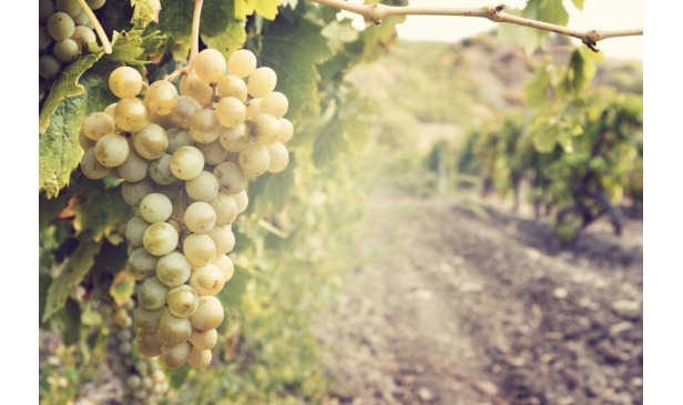 世界上有哪十大白葡萄品种容易被忽略？
