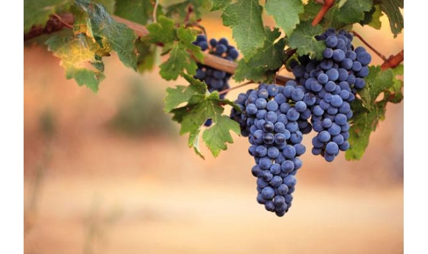 世界十大葡萄品种芳名你一定要知道！